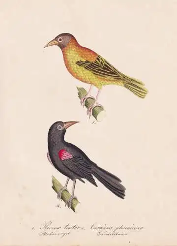 Ploceus textor / Cassicus phoeniceus - Textorweber village weaver Stärling Icterids New World blackbirds / Vo