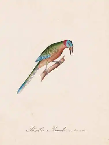 Prionites Momota - Motmots Sägeracken / Vogel bird oiseau Vögel bird oiseux / Tiere animals animaux / Zoolog