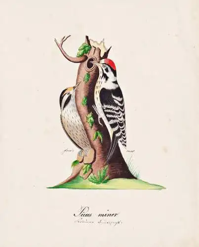 Picus minor - Kleinspecht Specht woodpecker / Vogel bird oiseau Vögel bird oiseux / Tiere animals animaux / Z