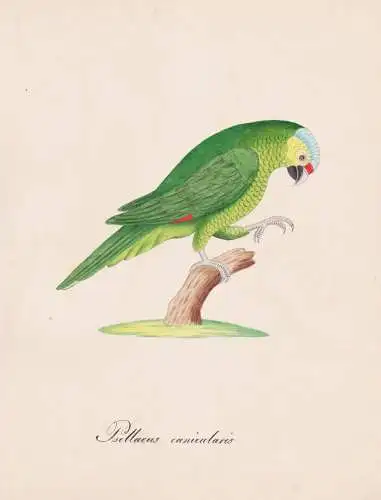 Psittacus canicularis - orange-fronted conure / Papagei parrots psittacines Papageien / Vogel bird oiseau Vög