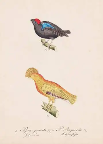 Pipra pareola / P. Rupicola - Prachtpipra Pipras blue-backed manakin  / Klippenvogel Felsenhahn Guianan cock-o