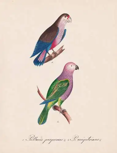 Psittacus purpureus / Ps. accipitrinus - Glanzflügelpapagei bronze-winged parrot / Fächerpapagei red-fan par
