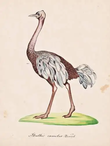 Struthio camelus - Afrikanischer Strauß ostrich / Vogel bird oiseau Vögel bird oiseux / Tiere animals animau