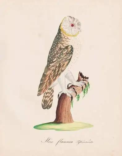 Strix flammea - Barn Owl Schleiereule Eule Uhu owls / Vögel birds oiseaux Vogel bird / Tiere animals animaux