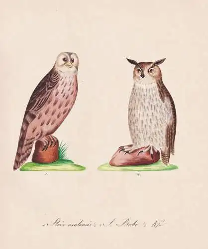 Strix uralensis / S. Bubo - Habichtskauz Eurasian eagle-owl owl Eule Uhu owls / Vögel birds oiseaux Vogel bir