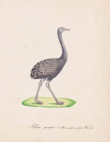Rhea grisea - Nandu South American ostrich / Vogel bird oiseau Vögel bird oiseux / Tiere animals animaux / Zo