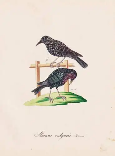 Sturnus vulgaris - Star Stare starling / Vogel bird oiseau Vögel bird oiseux / Tiere animals animaux / Zoolog