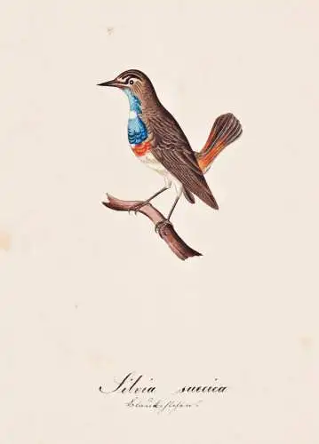 Silvia suecica - Grasmücke warbler / Vogel bird oiseau Vögel bird oiseux / Tiere animals animaux / Zoologie