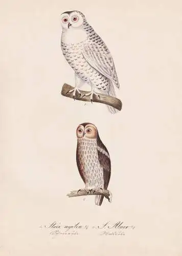 Strix nyctea / S. Aluco - Snowy owl Schnee-Eule Eule Uhu owls / Vögel birds oiseaux Vogel bird / Tiere animal