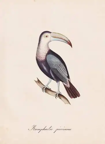 Ramphastos piscivorus - Regenbogentukan keel-billed toucan Tukan / Vogel bird oiseau Vögel bird oiseux / Tier