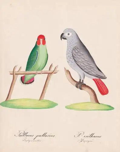 Psittacus pullarius / P. erithacus - Orangeköpfchen red-faced lovebird / Graupapagei Jako Congo African grey