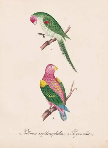 Psittacus erythrocephalus / P. garrulus - Prachtlori chattering lory Honigpapageien Loris / Papagei parrots ps