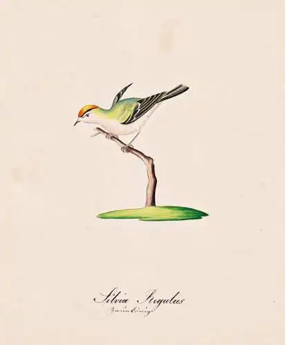Silvia Regulus - Indianergoldhähnchen Satrap golden-crowned kinglet / Vogel bird oiseau Vögel bird oiseux /