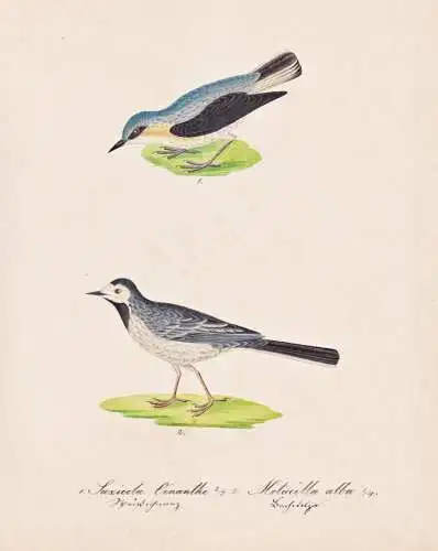 Saxicola Oenanthe / Motacilla alba - Schmätzer chat-thrushes / Bachstelze white wagtail / Vogel bird oiseau V