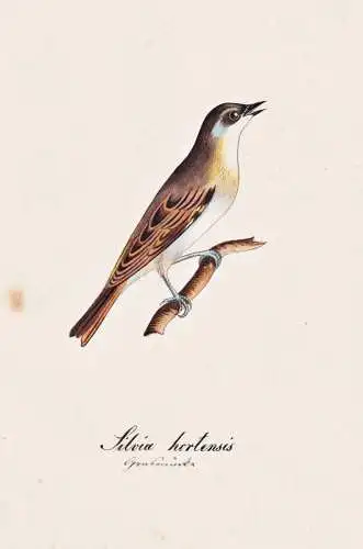 Silvia hortensis - Orpheusgrasmücke western Orphean warbler / Vogel bird oiseau Vögel bird oiseux / Tiere an
