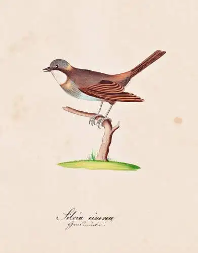 Sylvia Cinerea - Dorngrasmücke whitethroat / Vogel bird oiseau Vögel bird oiseux / Tiere animals animaux / Z