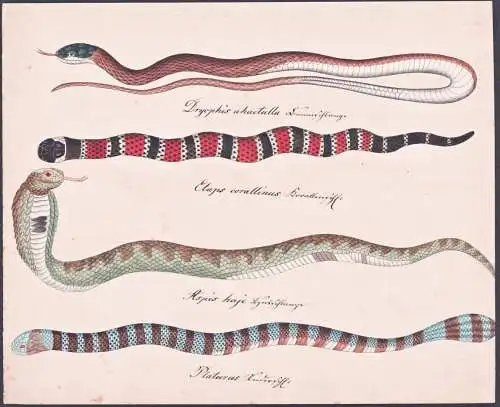 Dryophis ahaetulla / Elaps corallinus ... - Schlangen snakes / Nasen-Peitschennatter Sri Lankan green vine sna