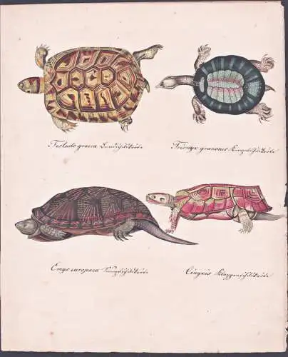 Testudo graeca / Trionyx granosus / Emys europaea / Cinyxis - Schildkröten turtles / Maurische Landschildkrö