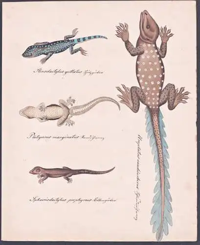Stenodactylus guttatus / Platyururs marginatus ... - Gecko Geckos / leaf-tail geckos / Dünnfingergecko / Asia