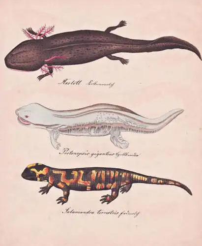 Axolott / Protonopsis giganteus / Salamandra terrestris - Axolotl / hellbender salamander Schlammteufel / Feue