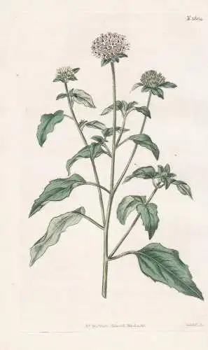 Lagasca Mollis. Soft-Leaved Lagasca. Tab. 1804 - Cuba Kuba / Pflanze Planzen plant plants / flower flowers Blu
