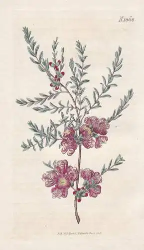 Melaleuca thymifolia. Thyme-leaved melaluca. Tab. 1868 - Australia / Pflanze Planzen plant plants / flower flo