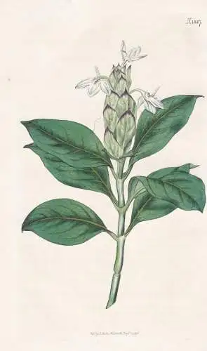 Justicia Ecbolium. Long-Spiked Justicia. Tab. 1847 - East-Indies / Pflanze Planzen plant plants / flower flowe