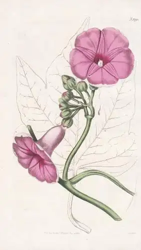 Ipomoea Insignis Magnificent Ipomoia Tab. 1790 - East Indies / Süßkartoffel sweet potato / Pflanze Planzen p