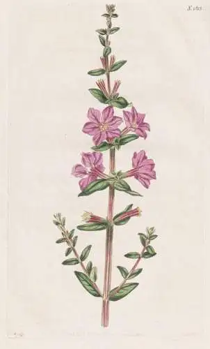 Lythrum Alatum. Hexandrous Lythrum. Tab. 1812 - Blutweiderich loosestrife / North America Nordamerika / Pflanz