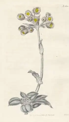Gnaphalium Fruticans. Shrubby Everlasting. Tab. 1802 - Mittelmeer-Strohblume / South Africa Südafrika / Pflan