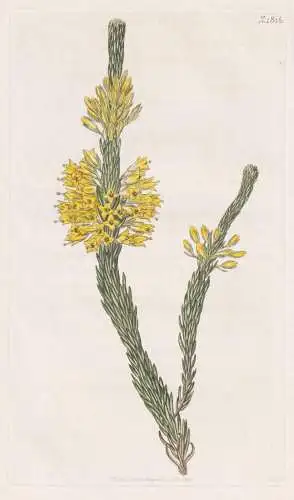Erika Flava Imbricata. Imbricated Yellow Heath. Tab. 1815 - Heide heather / South Africa Südafrika / Pflanze