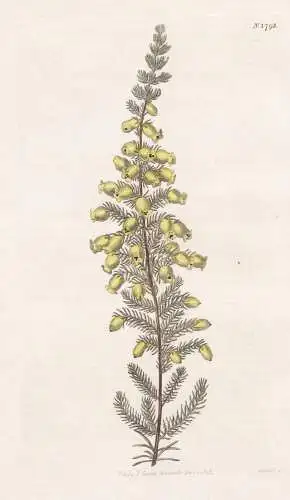 Erica Blandfordiana. Lord Blandford's Heath. 1793 - South Africa Südafrika  / Pflanze Planzen plant plants /