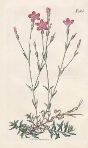 Dianthus campestris. Field pink. 1876 - Nelken carnation / Crimea Krim / Pflanze Planzen plant plants / flower
