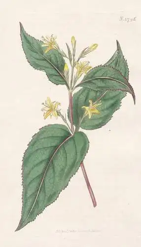 Diervilla Humilis. Yellow-Flowered Diervilla. Tab. 1796 - Canada Kanada / Pflanze Planzen plant plants / flowe