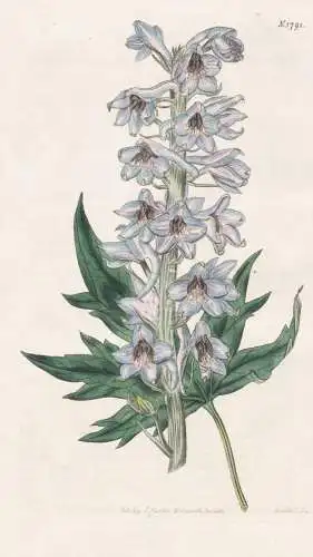 Delphinium Urcerolatum. Hollow-Leaved Bee Larkspur. Tab. 1791 - Rittersporn / Pflanze Planzen plant plants / f