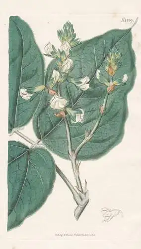 Cylista Albiflora. White-Flowered Cylista. Tab. 1859 - Pflanze Planzen plant plants / flower flowers Blume Blu