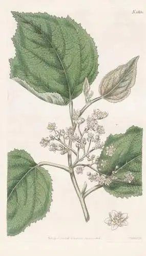 Commersonia Platyphylla. Broad-Leaved Commersonia. Tab. 1813 - kurrajong / Maluku Islands / Pflanze Planzen pl