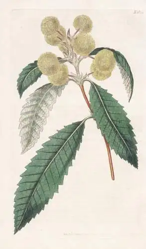 Callicoma Serratifolia. Saw-Leaved Callicoma. Tab. 1811 - wild quince butterwood / Australia Australien / Pfla