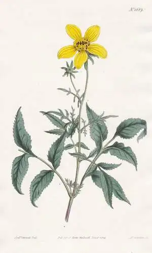 Cosmea Lutea. Yellow-flowered Cosmea. Tab. 1689 - Mexico Mexiko / Pflanze Planzen plant plants / flower flower