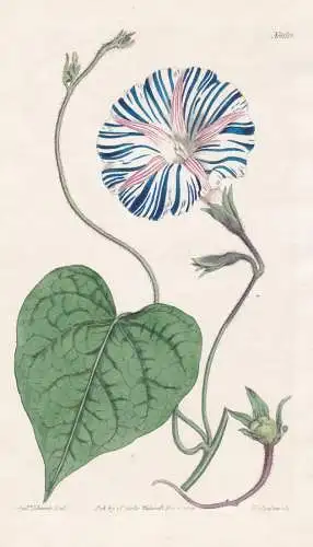 Convolvulus Purpureus varius. Striped-flowered bindweed. Tab. 1682 - Cadiz / Pflanze Planzen plant plants / fl