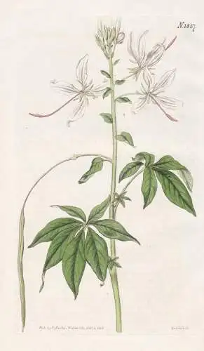 Cleome Pubescens. Villous Cleome. Tab. 1857 -  Spinnenblume / Pflanze Planzen plant plants / flower flowers Bl