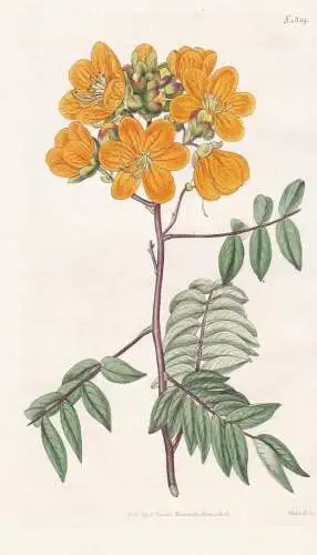 Cassia Ligustrina. Privet-Leaved Cassia Tab. 1829 - Kassien / North America Nordamerika / Pflanze Planzen plan