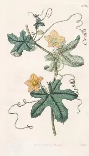 Bryonia Quinqueloba. Five-Fingered Cape Bryony. Tab. 1820 - Zaunrübe / South Africa Südafrika / Pflanze Plan