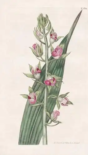 Cyrtopodium Woodfordii. Woodford's Cyrtopodium. Tab. 1814 - Brazil Brasil Brasilien / Pflanze Planzen plant pl