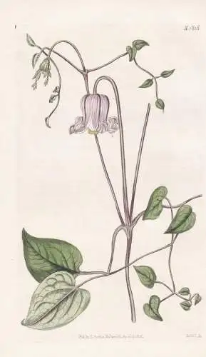 Clematis Cordata. Heart-Leaved Virgin's Bower.  Tab. 1816 - Klematis / North-America Nordamerika / Pflanze Pla