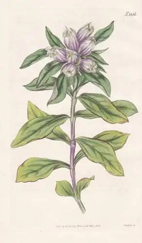 Gentiana Incarnata. Lyon's Gentian. Tab. 1856 - Enzian / Carolina / Pflanze Planzen plant plants / flower flow
