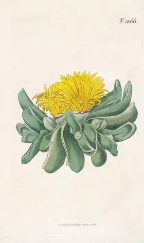 Mesembryanthemum depressum. Depressed tongue fig-marigold. N. 1866 - Mittagsblumen living stones / Pflanze Pla