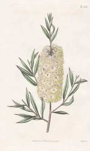 Metrosideros Saligna. Willow-Leaved Metrosideros. Tab. 1821 - Australia Australien / Pflanze Planzen plant pla