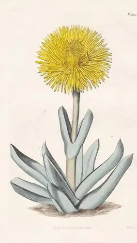 Mesembryanthemum Albidum. White-Leaved Fig-Marigold. Tab. 1824 - Ringelblume / Pflanze Planzen plant plants /