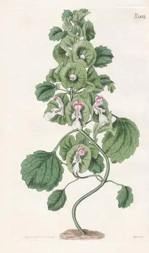 Moluccella Levis. Smooth Molucca Balm. Tab. 1852 - Syria Syrien / Pflanze Planzen plant plants / flower flower